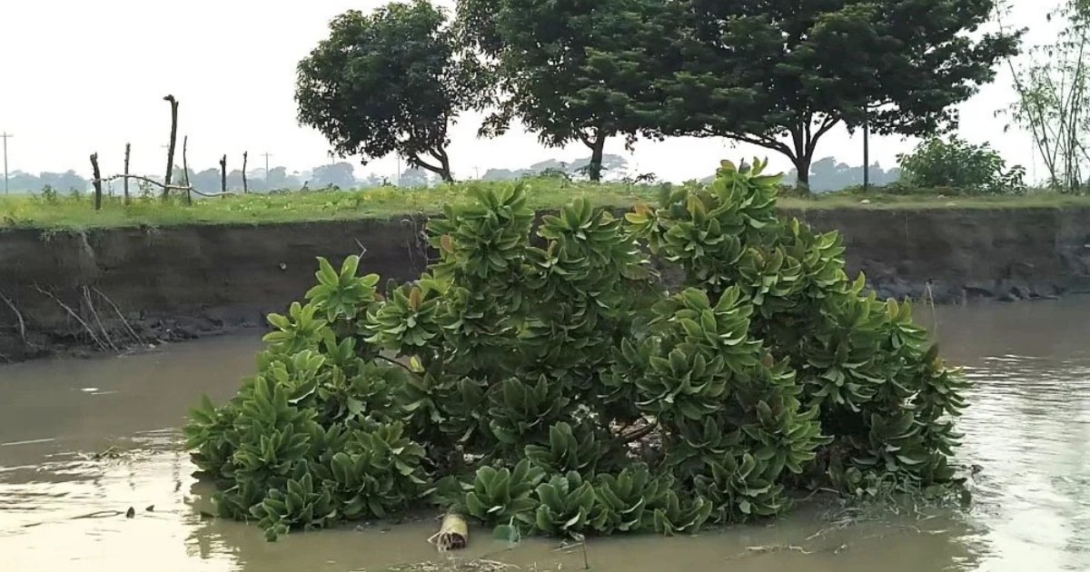 পদ্মা-আড়িয়াল খাঁর ভাঙন অব্যাহত, পানির স্তর কমছে