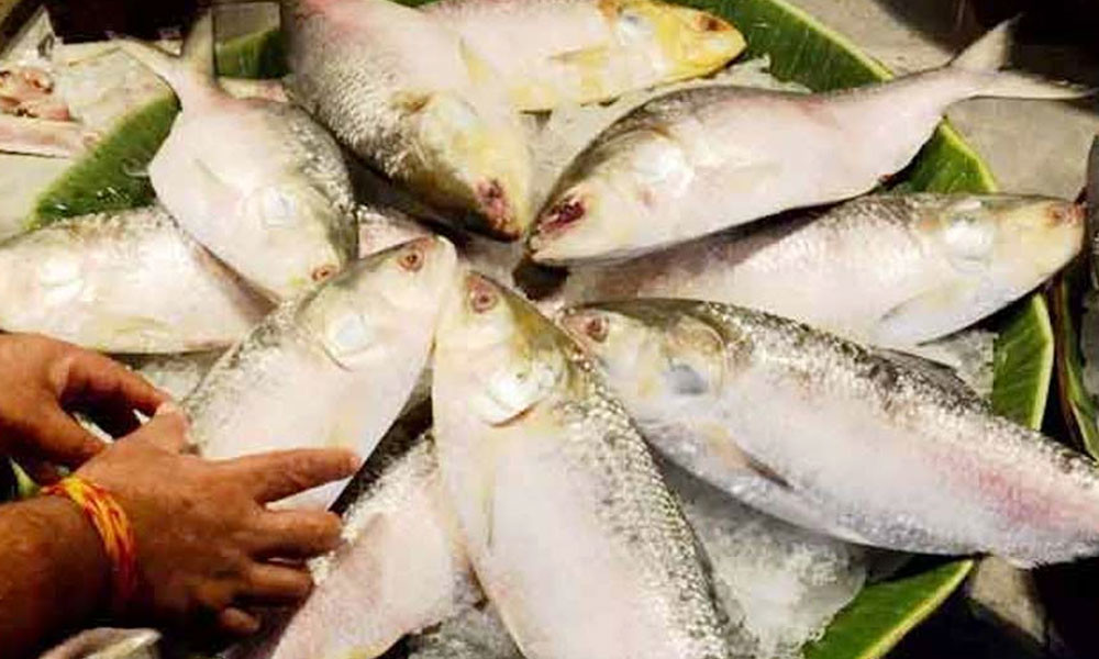 ভারত থেকে ইলিশ আসছে বাংলাদেশে!