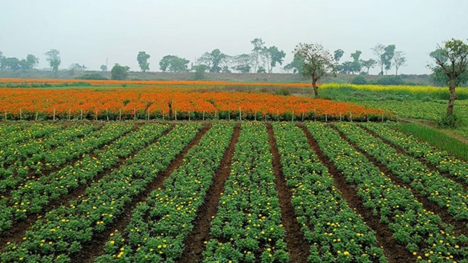 নারায়ণগঞ্জের সাবদি: ফুলে ভরা এক শান্ত গ্রাম