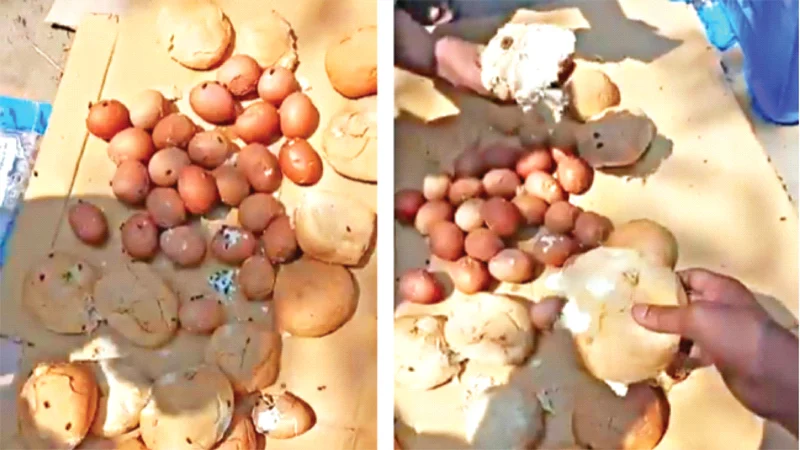 শিশুদের জন্য দেওয়া রুটিতে ছত্রাক, সেদ্ধ ডিমও পচা