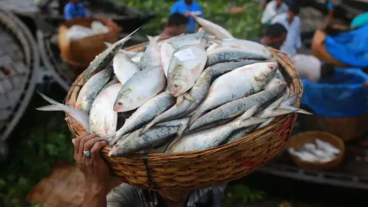 ৮ অক্টোবর থেকে ২২ দিনের জন্য ইলিশ ধরা নিষিদ্ধ