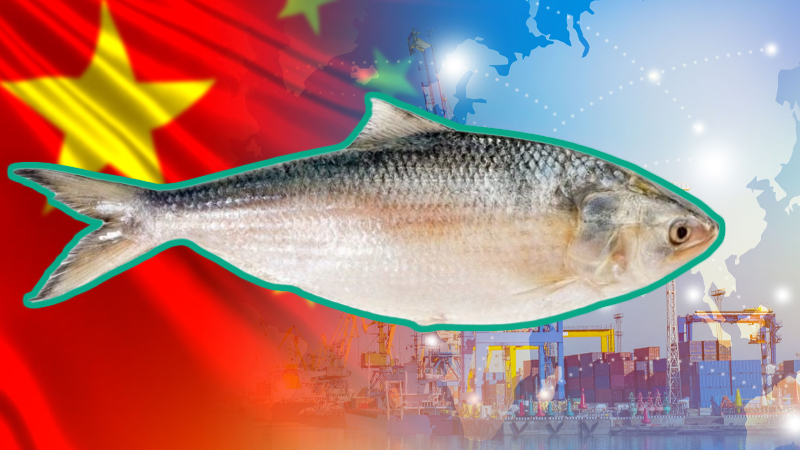ইলিশ রপ্তানি করে চীনের সঙ্গে বাণিজ্য ব্যবধান কমানোর পরামর্শ