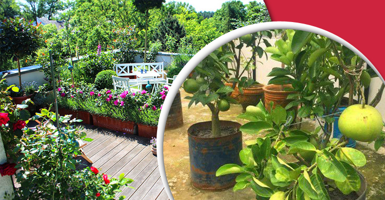 বর্ষায় ছাদ বাগানের যত্ন নেবেন যেভাবে