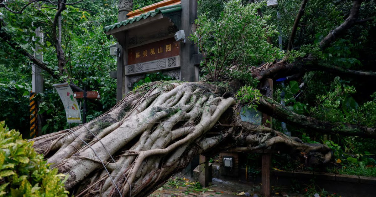 টাইফুন চাম্পির তাণ্ডবে তাইওয়ানে একজনের মৃত্যু, আহত পাঁচশোর বেশি