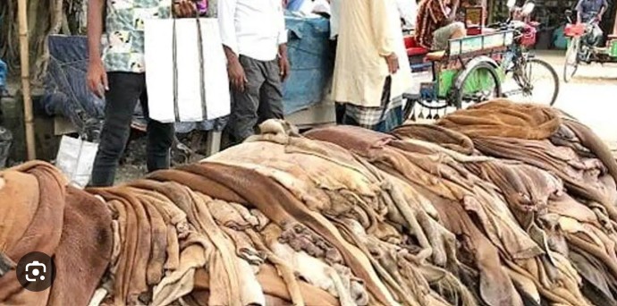 চামড়ার দামে ধস, বিপাকে ক্ষুদ্র ব্যবসায়ীরা