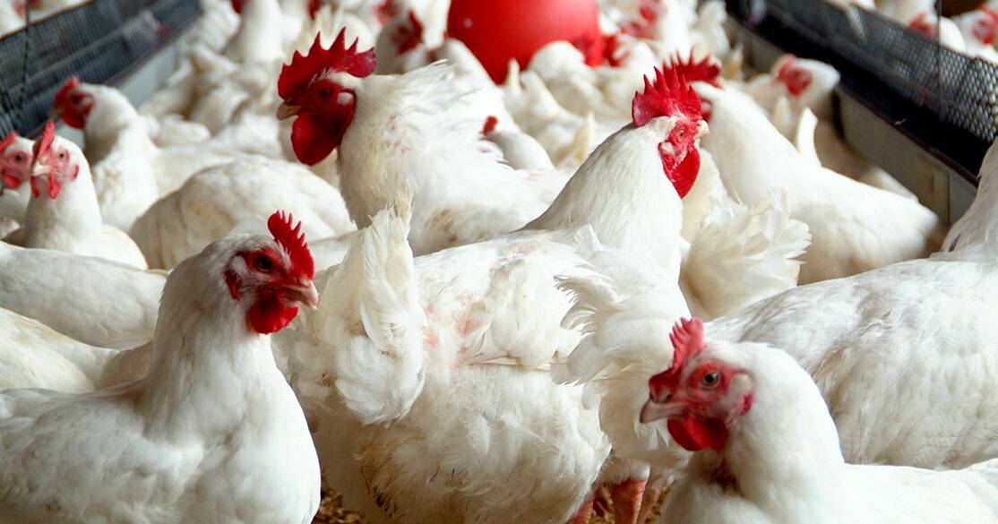 ঈদের বাজারে দামের ঝড় ব্রয়লারের কেজি ২০০ পেরিয়ে